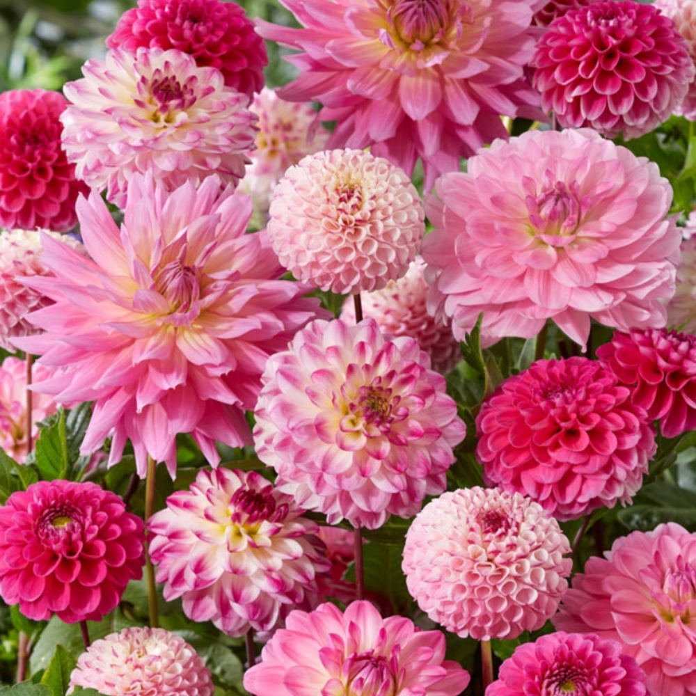 Meet your Posher, Wrosie